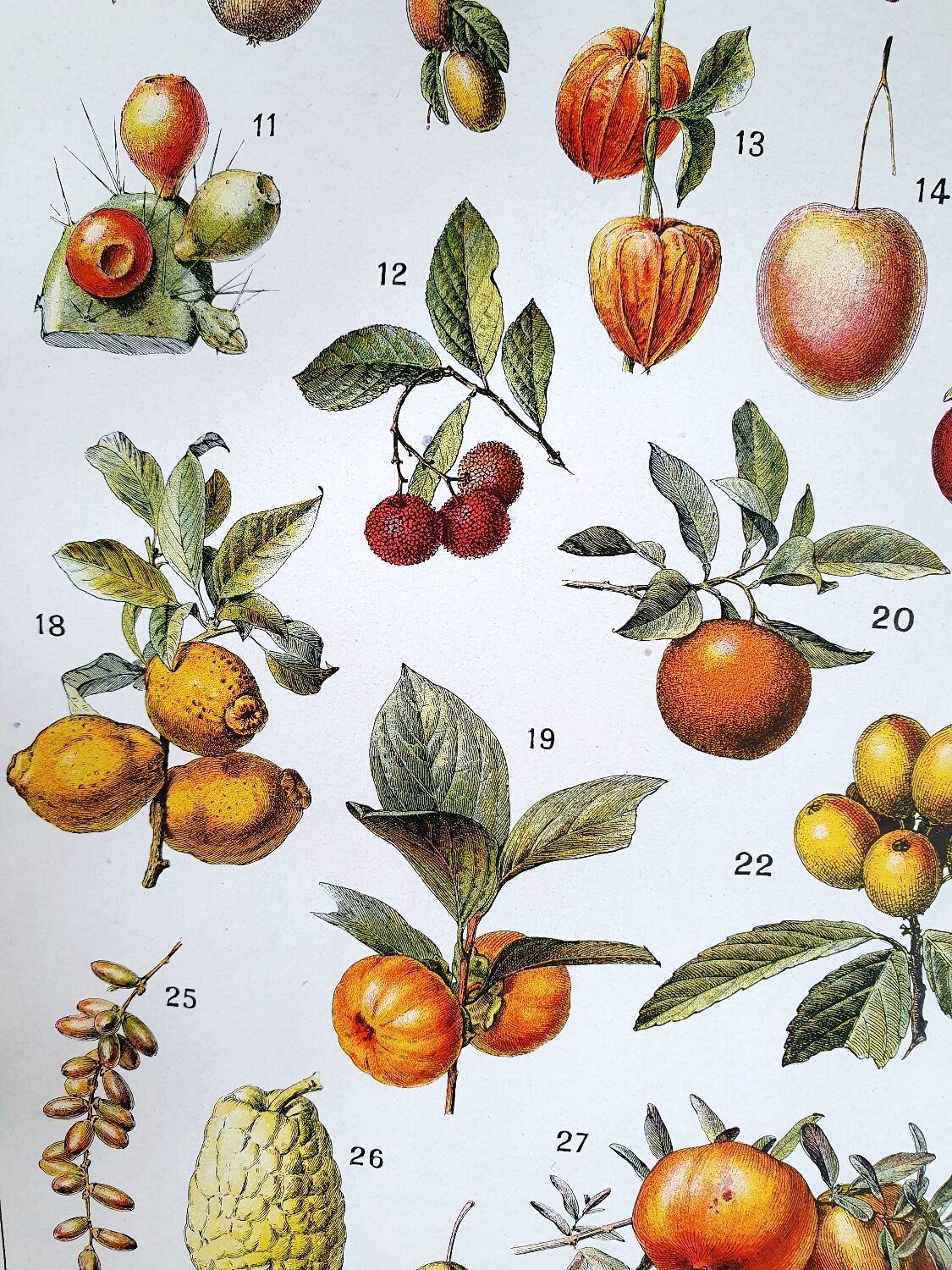 Planche botanique années 20 Fruits exotiques