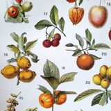 Planche botanique années 20 Fruits exotiques