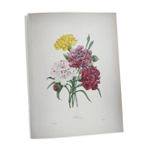 Gravures ancienne botanique -1955- Oeillet- par PJ. Redouté. Vintage nature