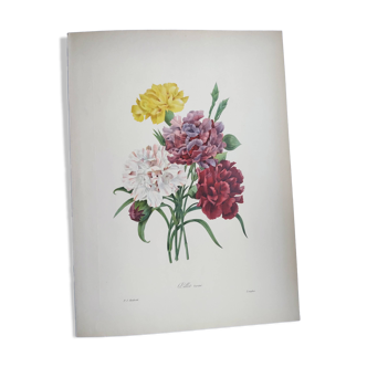 Antique botanical engravings -1955- Carnation- by PJ. Redouté. Vintage nature