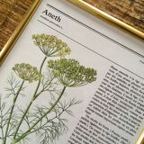 Vintage gold framed botanical illustrations 3