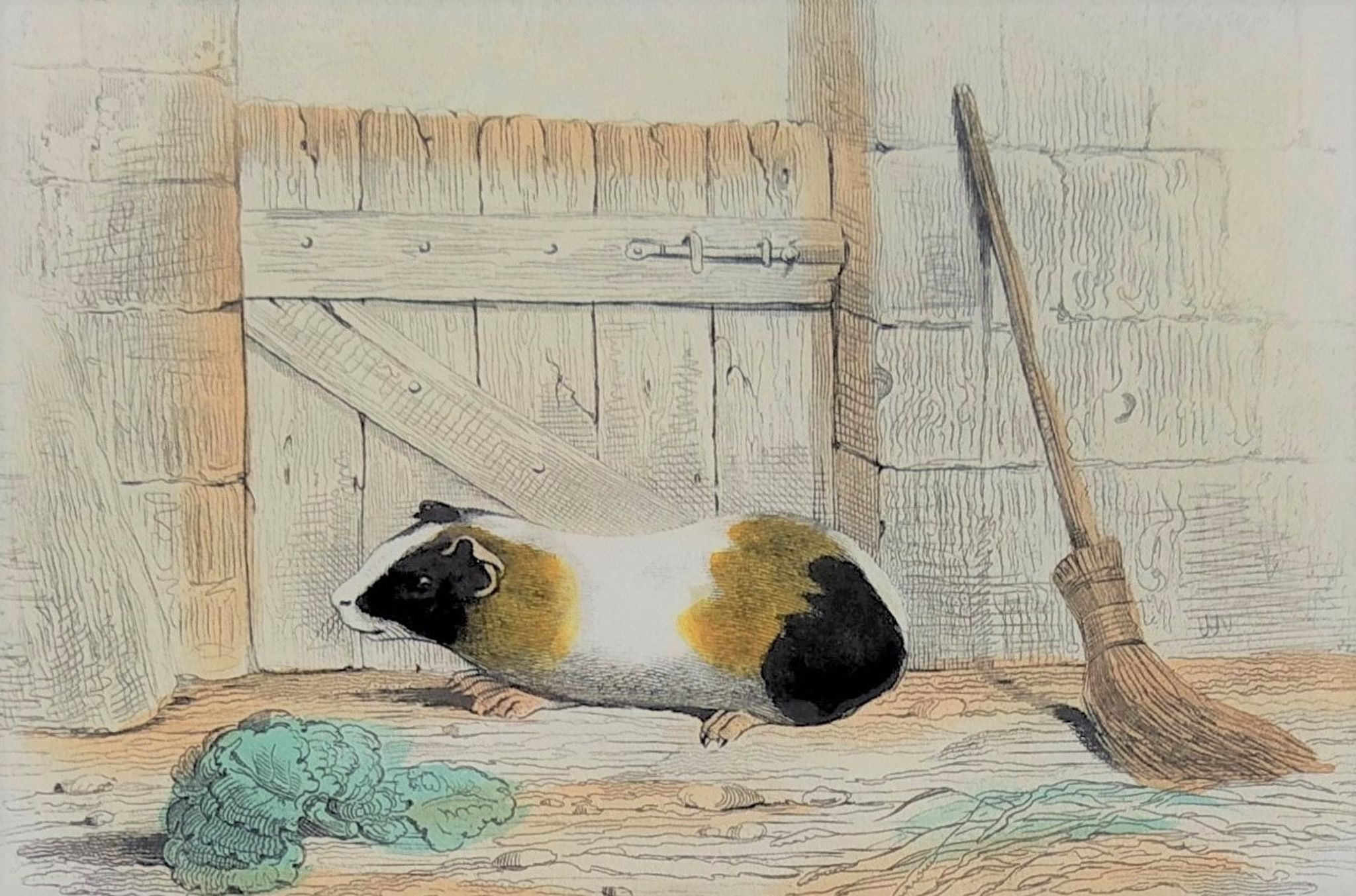 Original zoological plank "Indian Pig - Mole - Hedgehog " Buffon 1840