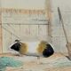Original zoological plank "Indian Pig - Mole - Hedgehog " Buffon 1840