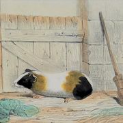 Original zoological plank "Indian Pig - Mole - Hedgehog " Buffon 1840