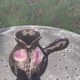 Coffee or tea service in enameled ceramic by Marius Giuge, artisan potter in Vallauris,