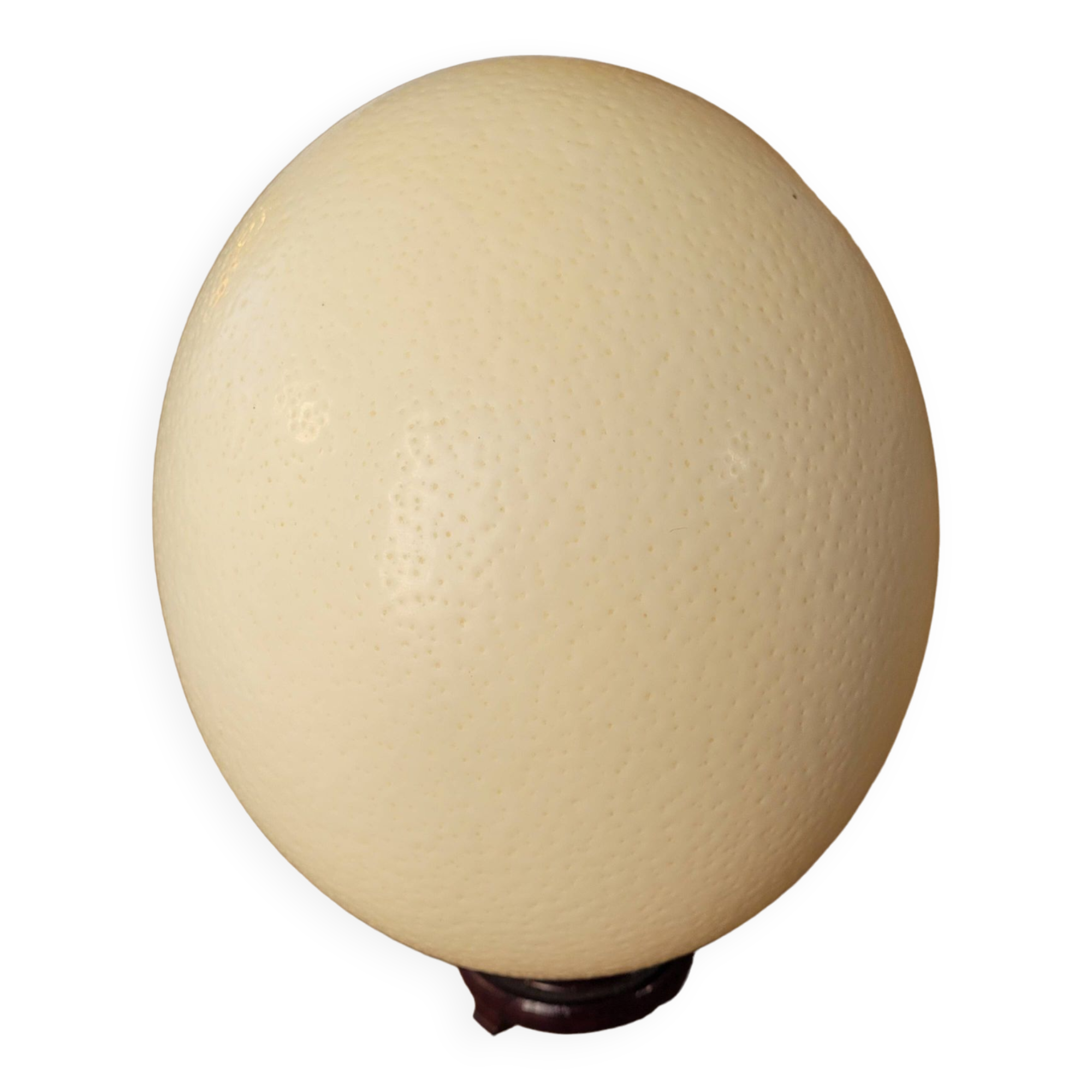 Large emptied Ostrich Egg.