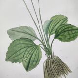Old botanical engraving from 1829 - Buttercup with bubble leaves - flower by PA Poiteau