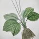 Old botanical engraving from 1829 - Buttercup with bubble leaves - flower by PA Poiteau