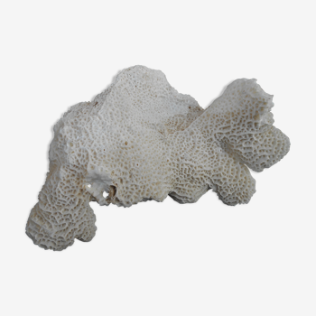 Corail blanc éponge de mer naturel