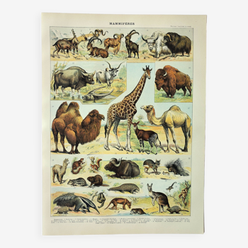 Gravure ancienne 1898, Mammifères 3, animaux, zoologie • Lithographie, Planche originale