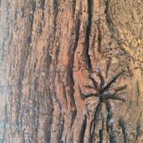 Century-old solid oak bench