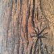 Century-old solid oak bench