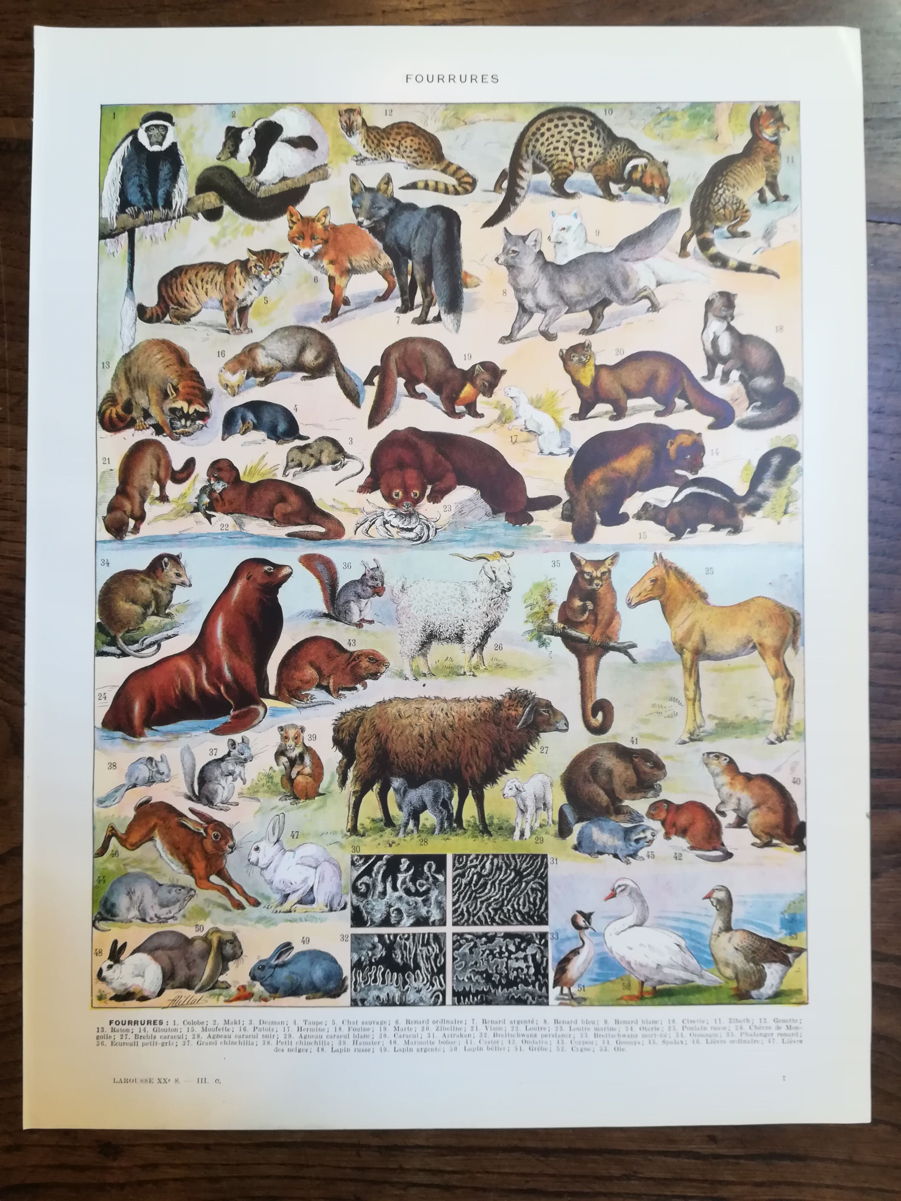 Lithograph on furbearing animals from 1928