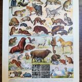 Lithograph on furbearing animals from 1928