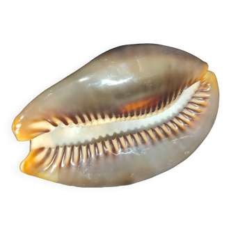 Cypraea tigris shell