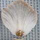 Pair of wall lamps in glass paste and brass, art deco, scallop shell by Mariner S.A.