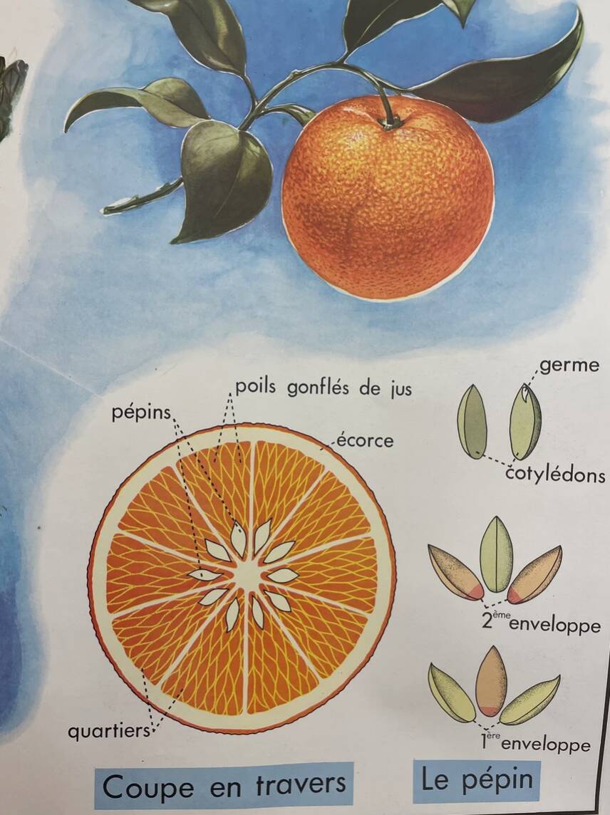 School poster the orange and the fur