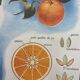 School poster the orange and the fur