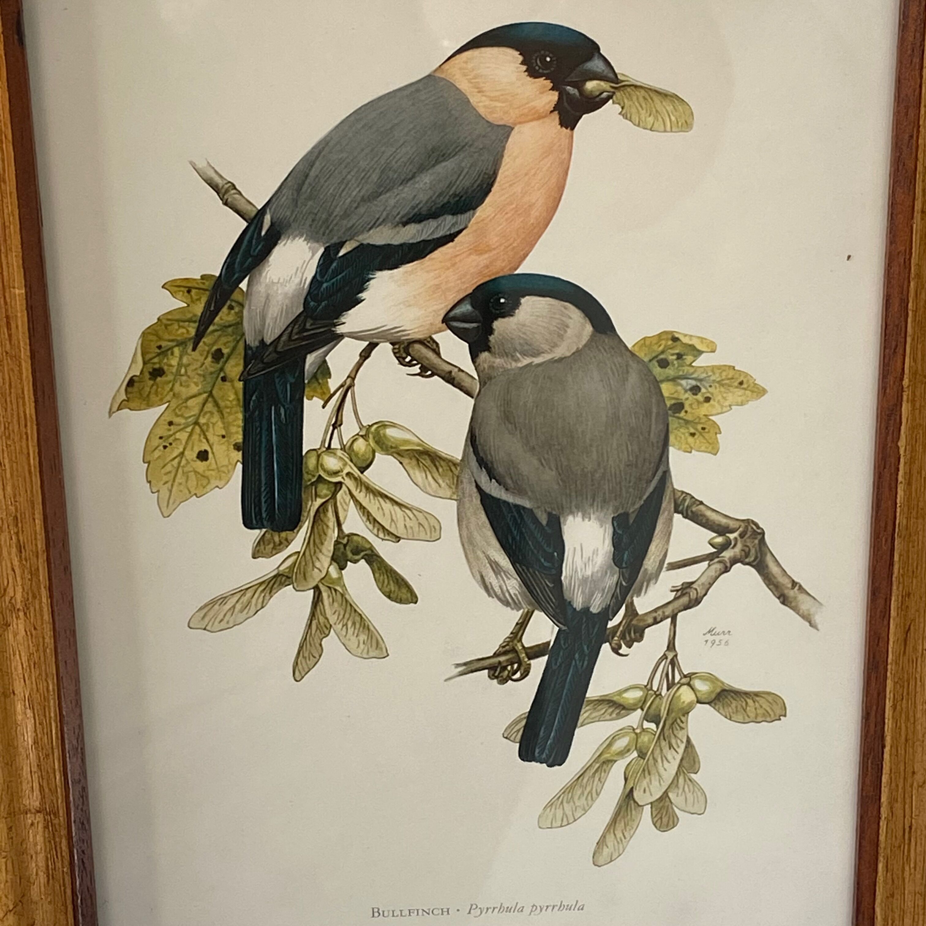 Frame engravings-Theme birds