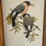 Frame engravings-Theme birds