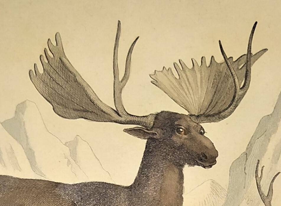 Ornithological Plate Buffon 1838 "Moose & Reindeer"