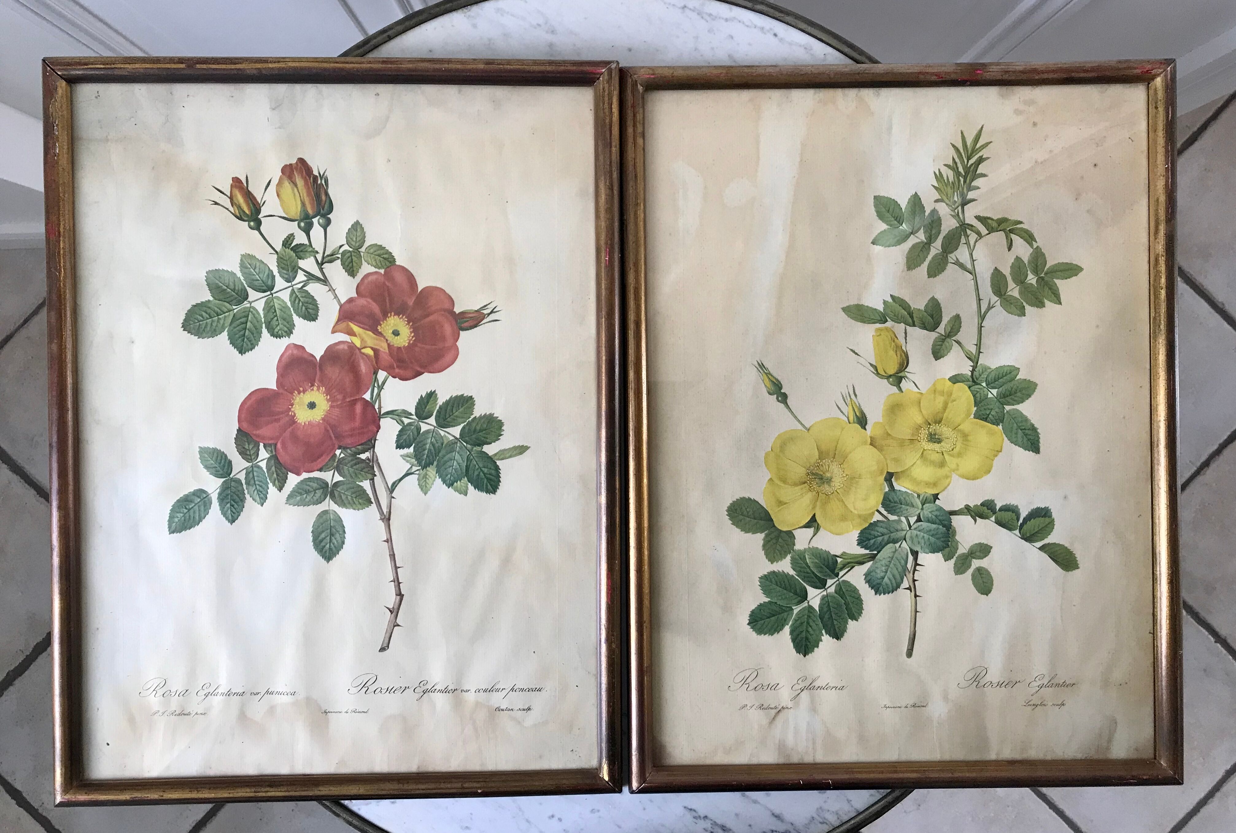 Duo of lithographs JP Redouté Rosier Eglantier red and yellow