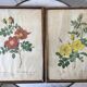Duo of lithographs JP Redouté Rosier Eglantier red and yellow