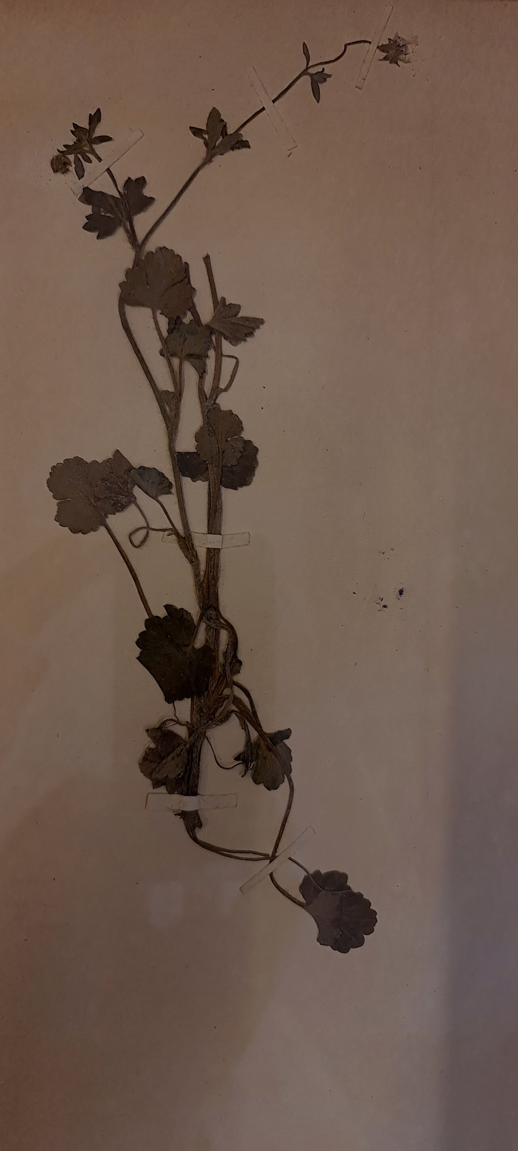19th herbarium plank