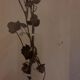19th herbarium plank