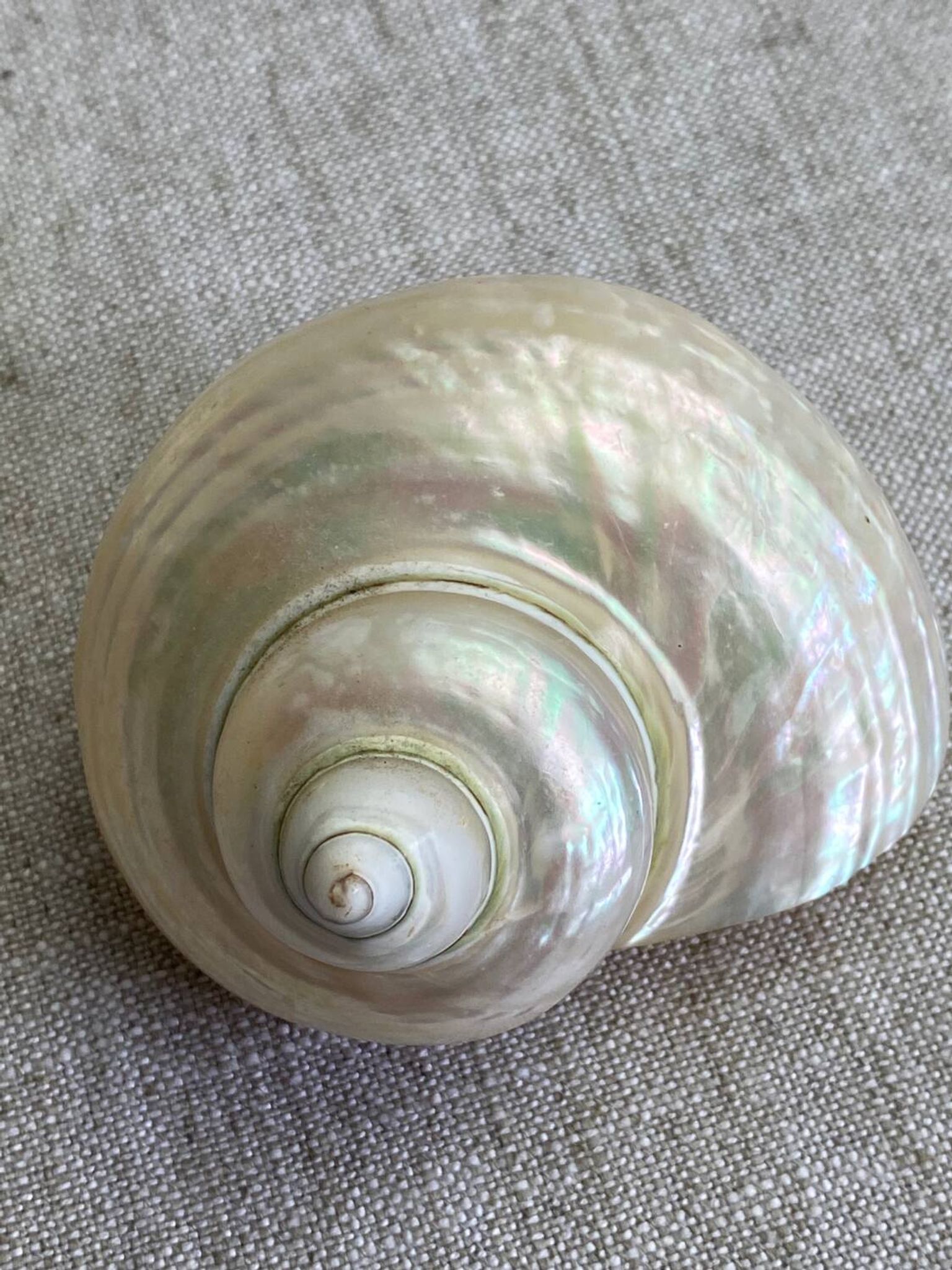 Coquillages nacre blanche, turbo imperialis