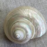 White mother-of-pearl shells, turbo imperialis