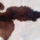 New goat skin