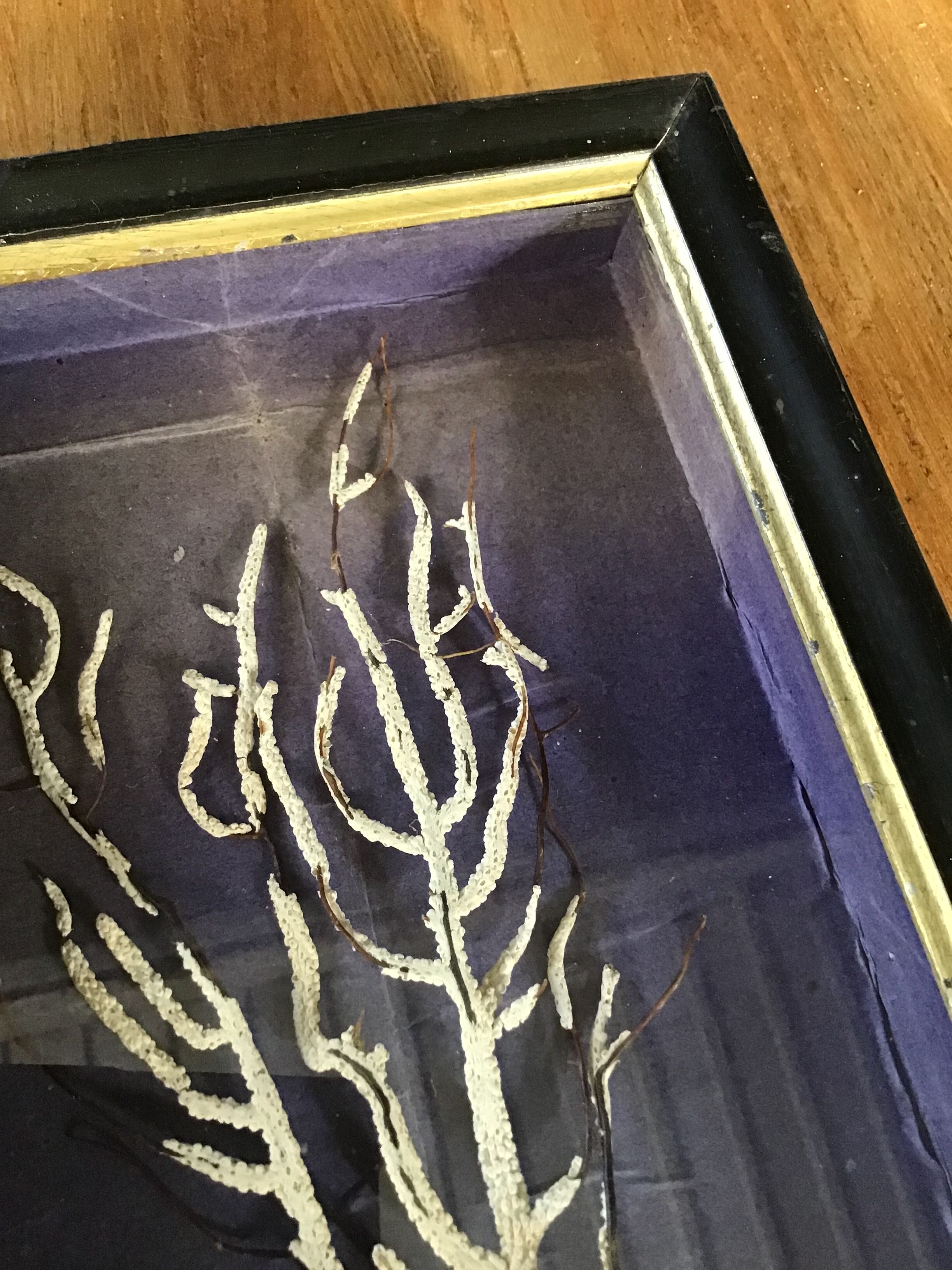 Cadre cabinet de curiosités