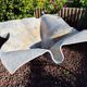 Willy Guhl Planter