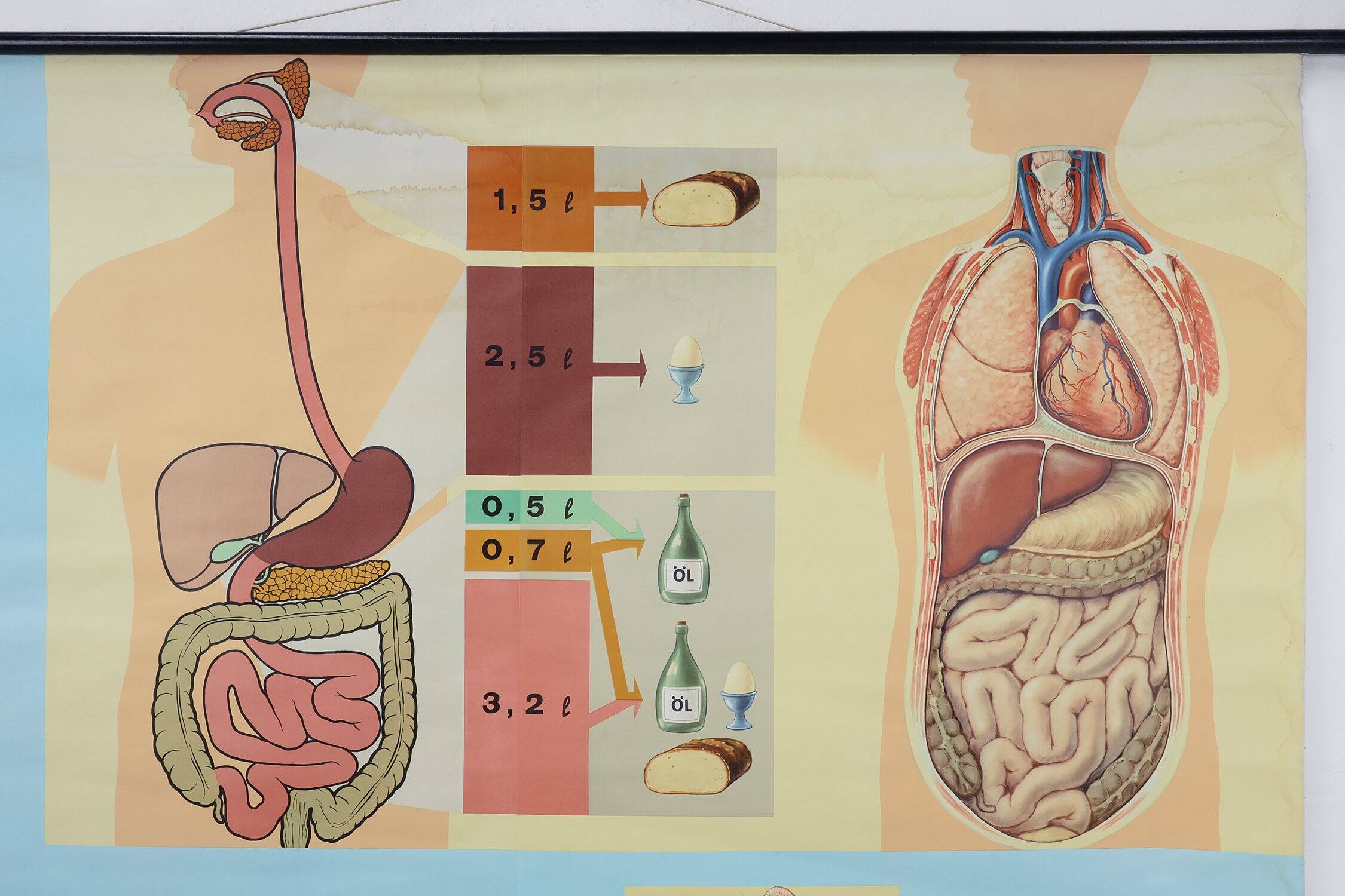 Mid-Century School Map of Digestion, Germany, 1960s