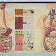 Mid-Century School Map of Digestion, Germany, 1960s