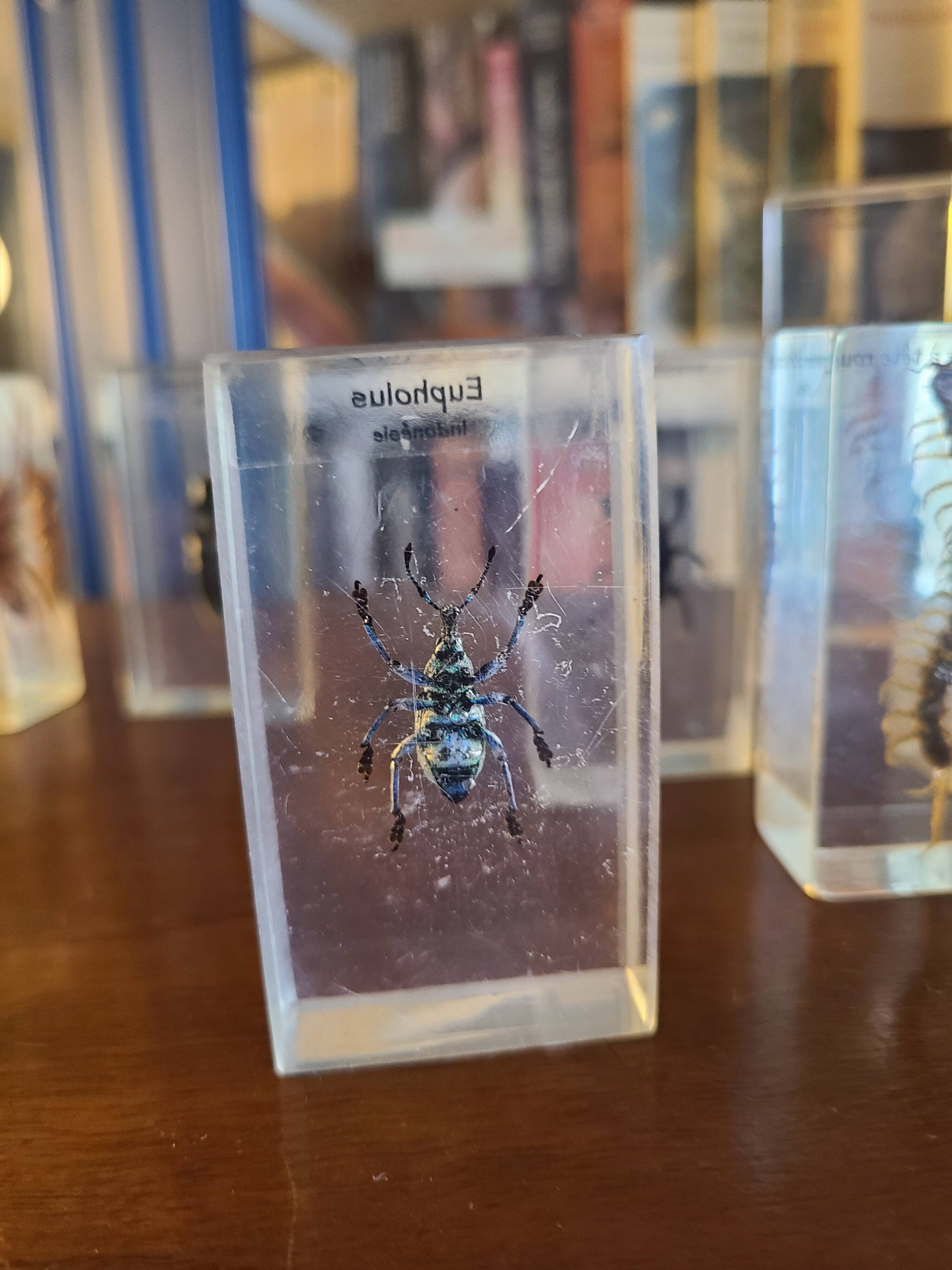 Insects under vintage resin