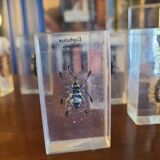Insects under vintage resin