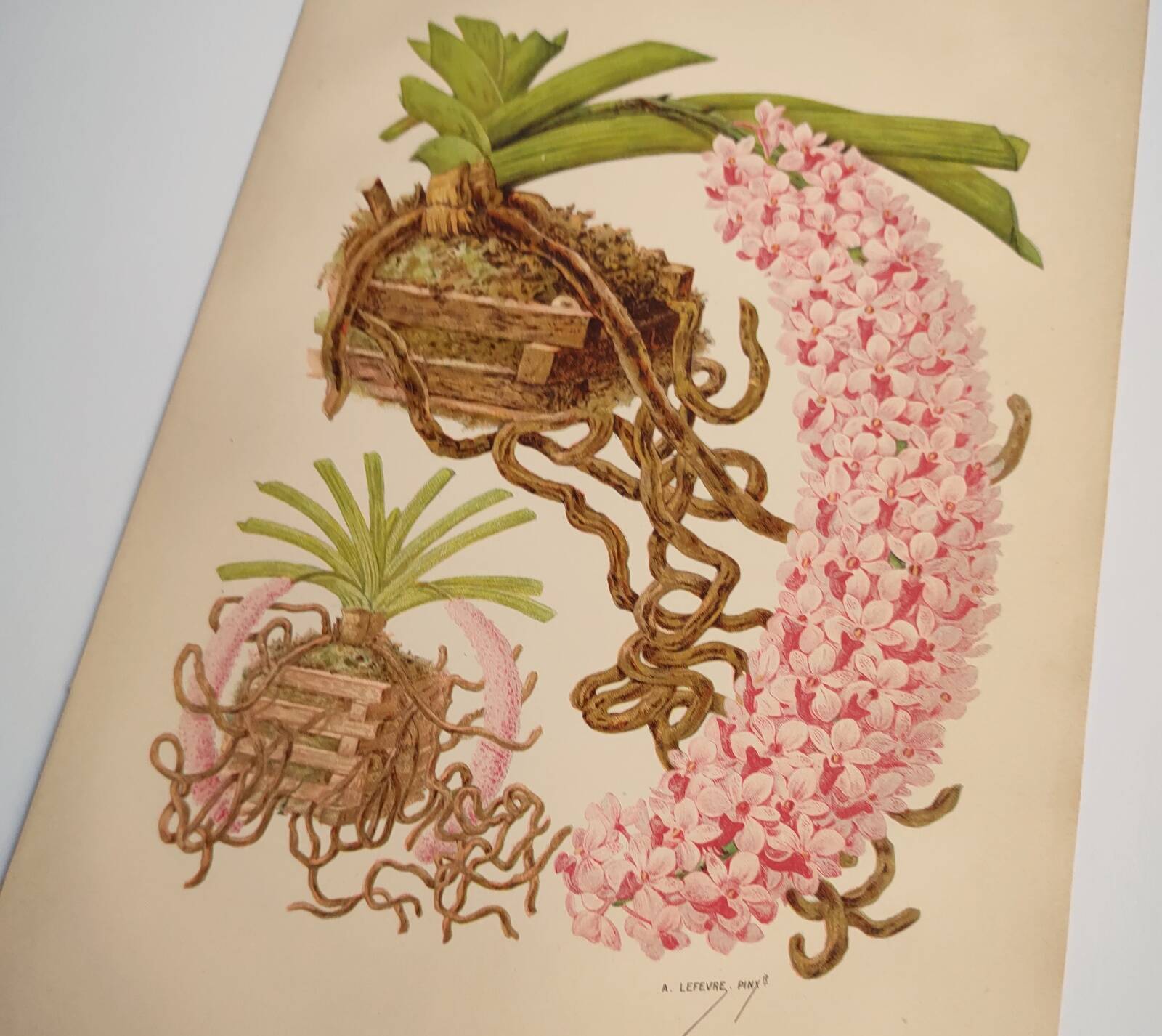 Botanical plate from 1897 - Spotted Saccolabium - Original old flower engraving by A.Lefevre