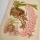 Botanical plate from 1897 - Spotted Saccolabium - Original old flower engraving by A.Lefevre