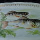 Fish dish in porcelain of France Digoin 53 cm