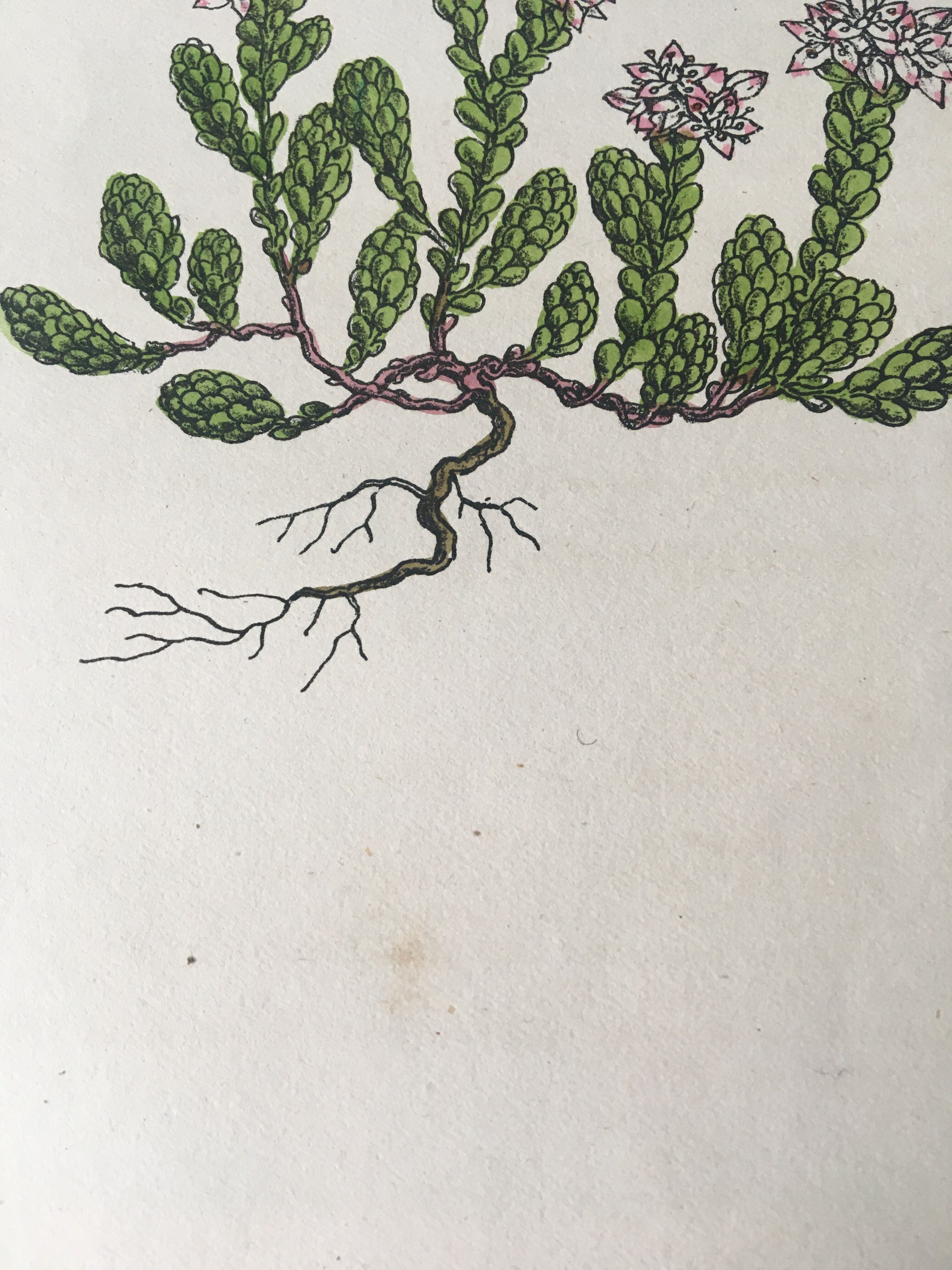 R.Hogg Botanical Boards, 1878