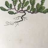 R.Hogg Botanical Boards, 1878