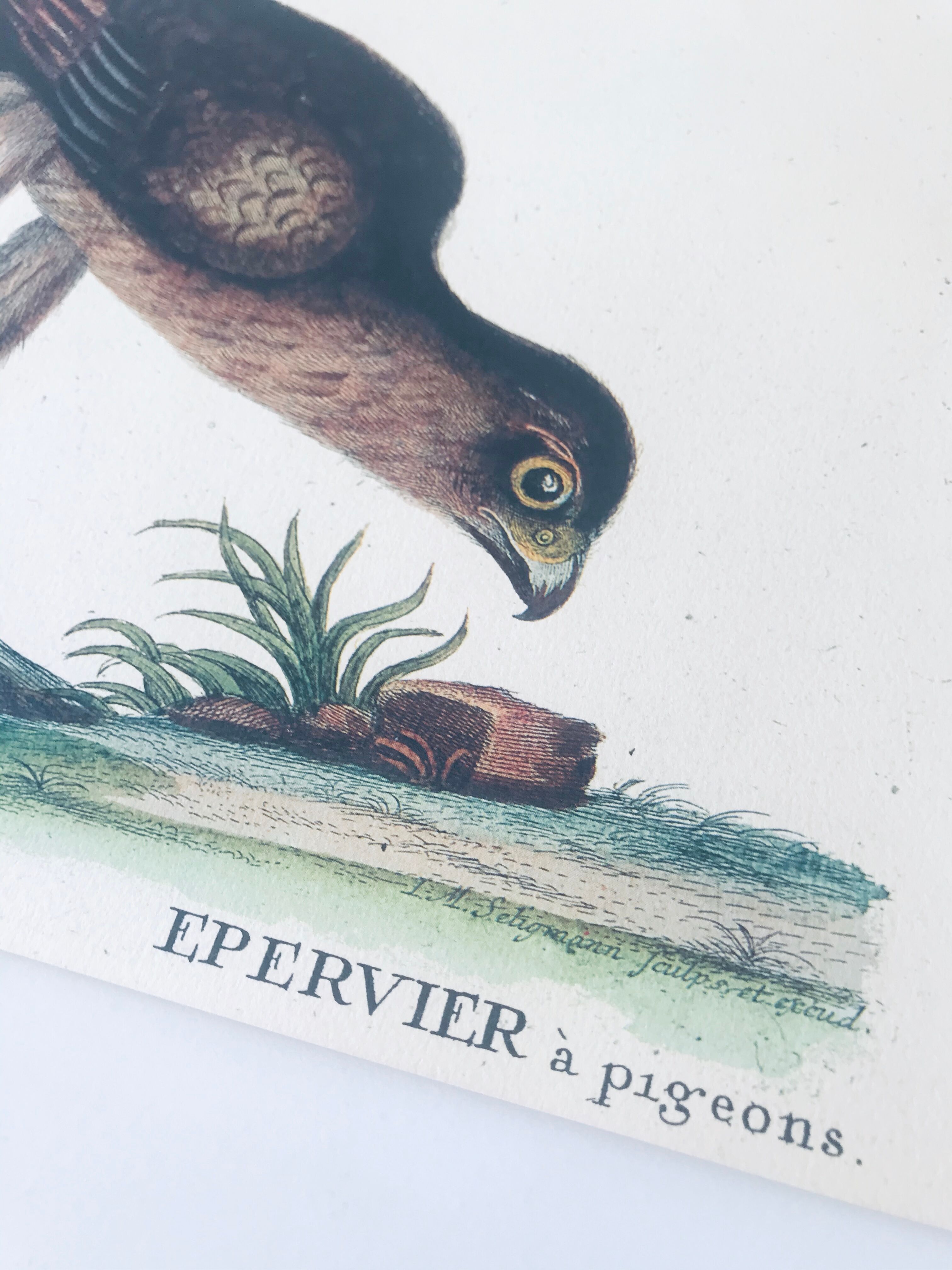 Ornithological board