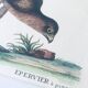Planche ornithologique