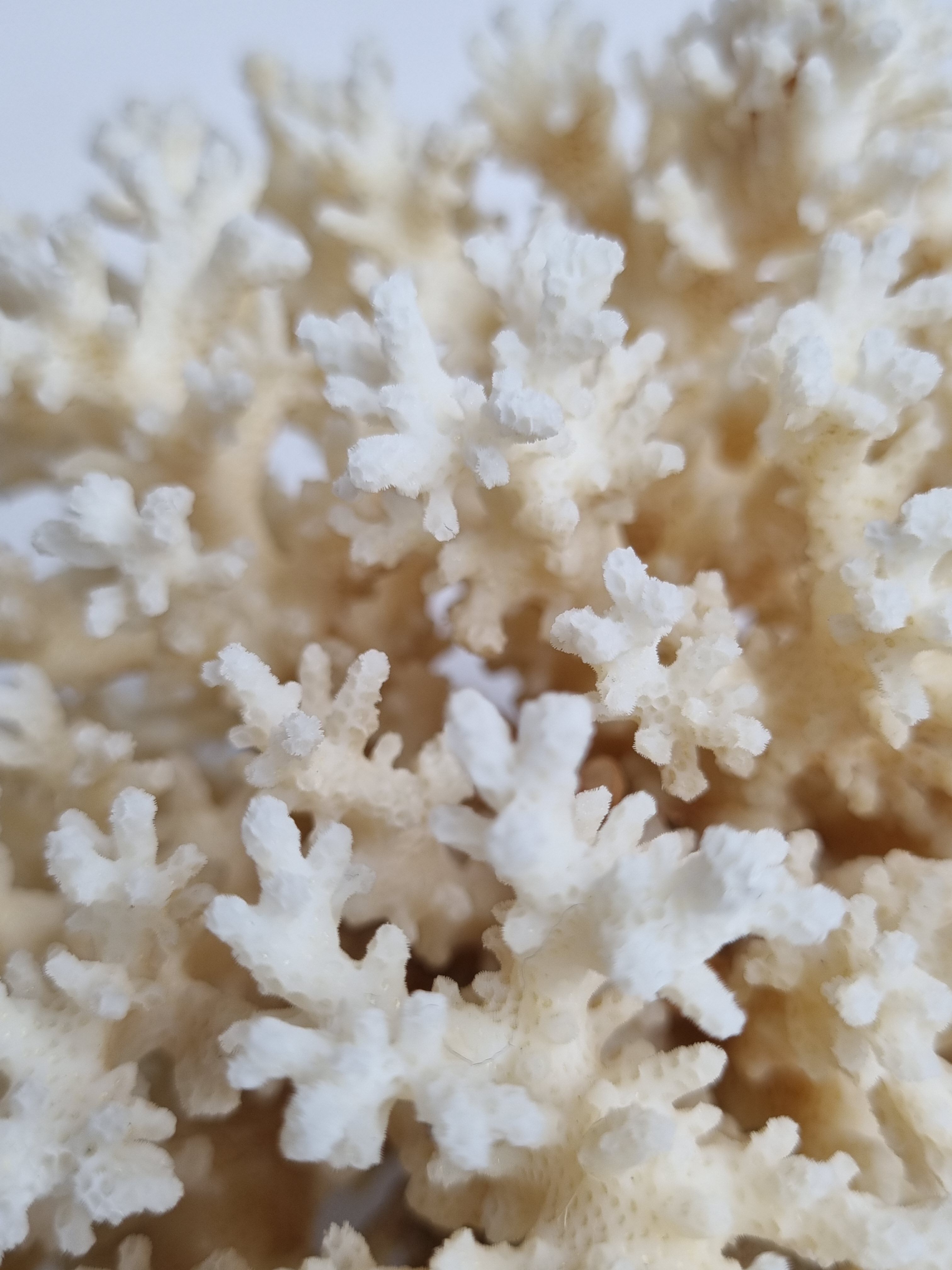 Set of two ancient white corals to lay