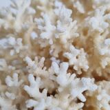 Set of two ancient white corals to lay