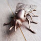 Cendrier mouche en laiton