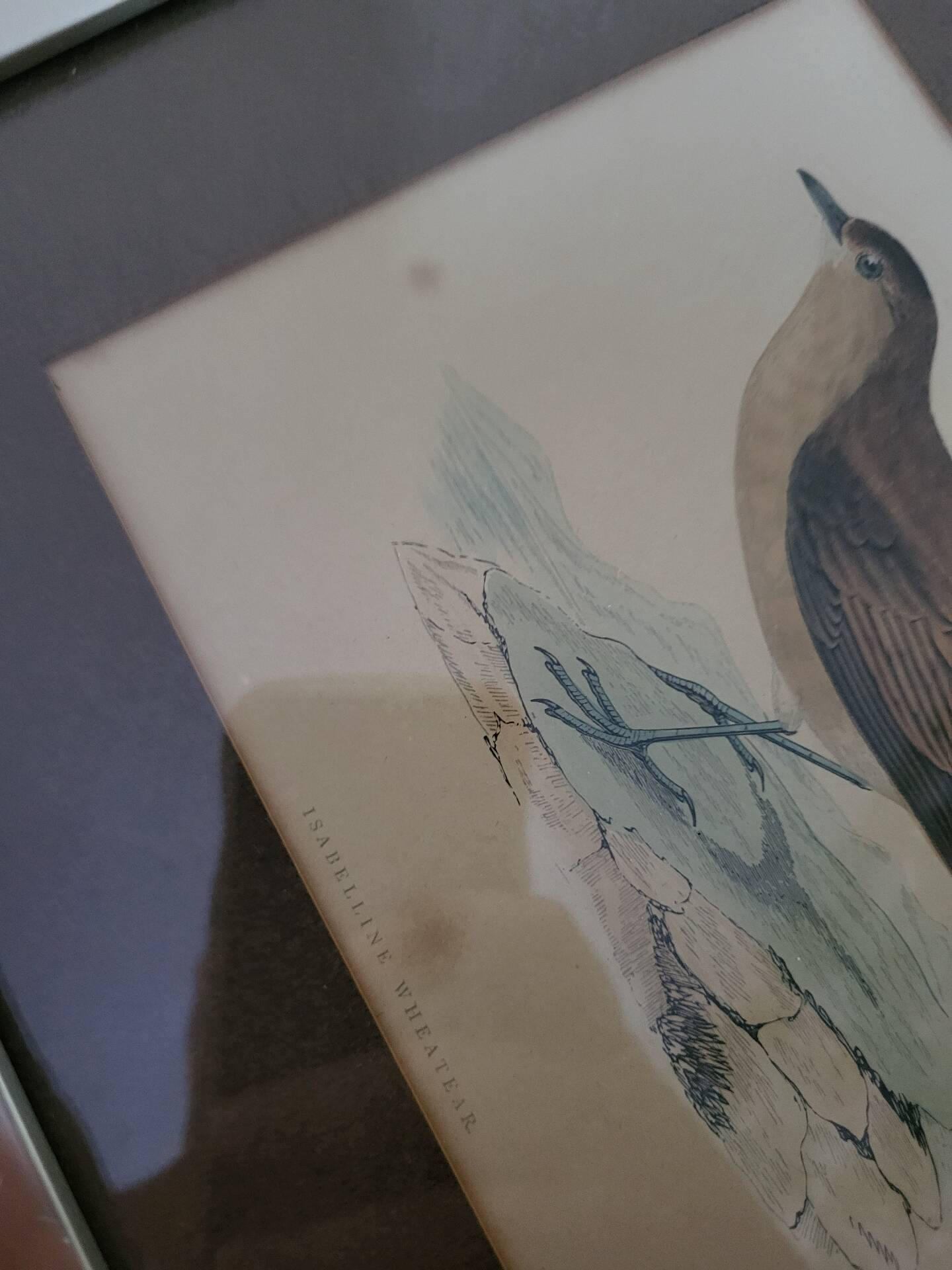Bitterness birds