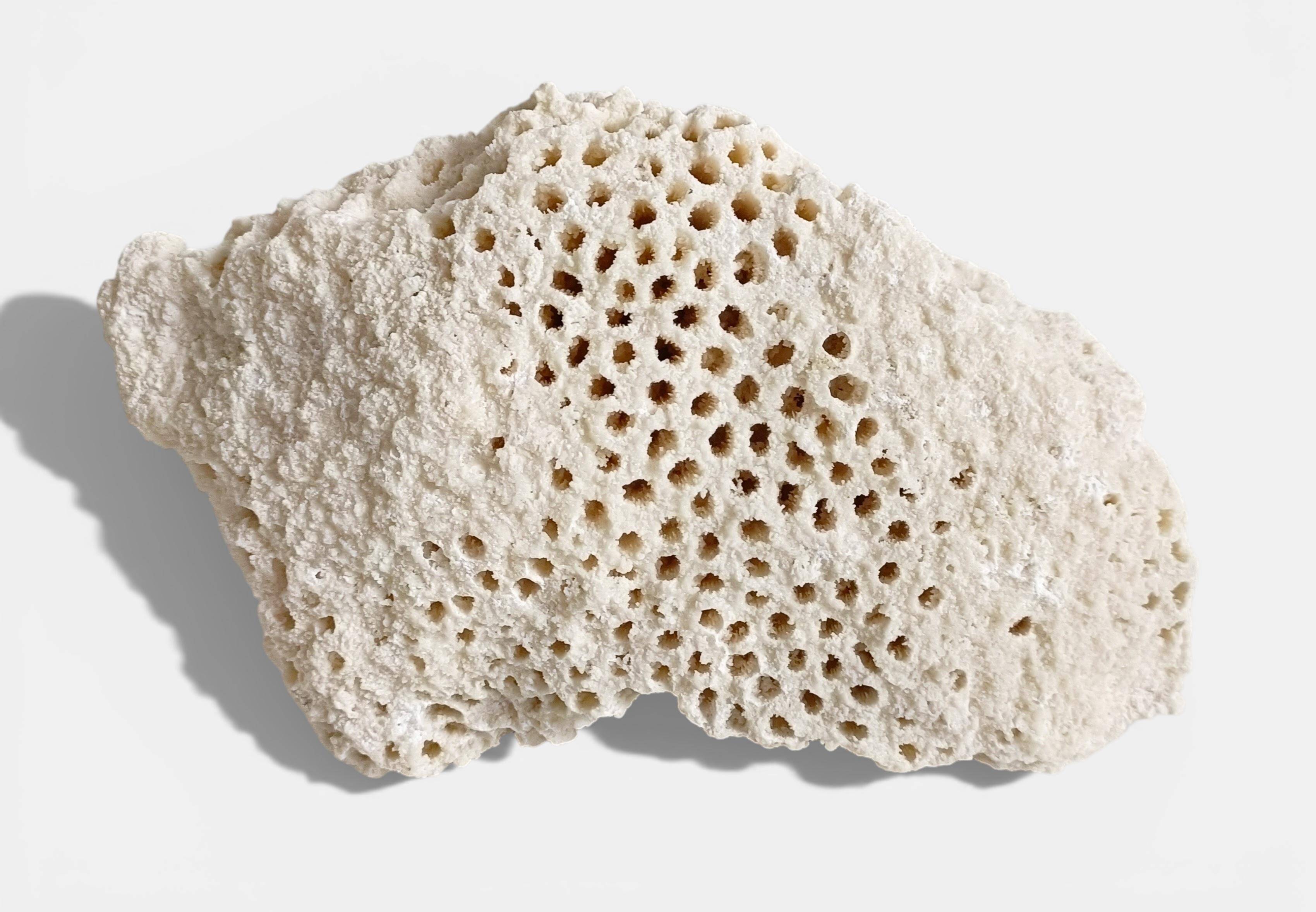 Sculptural White Coral Fossil, Organic Modern Decor from South Asia